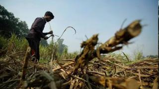 Kisan Credit Card bad loans rise by 42% in four years