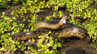 All about Northern Green Anaconda, the largest living snake in the world that weighs 500 kgs