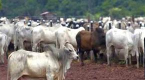 Now, a committee for establishing cow shelters across Telangana