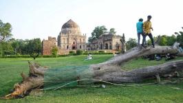 'It was the centre of attention': Delhi mourns loss of iconic Lodhi Garden tree