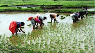 25% rice yet to be milled in Punjab; frustrated millers say repeat of last year, ask govt to create space in godowns