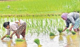 Farmers await Rythu Bharosa as Yasangi harvest nears end
