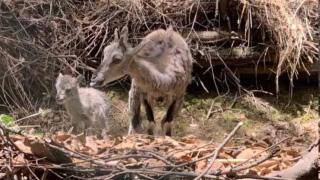 In a first, blue sheep at the Himalayan Nature Park in Kufri gives birth to offspring