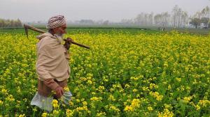 GM crops can help fight hunger — depending on how they are farmed