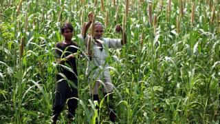 Pilot to replace paddy with water-saving kharif maize 'too little, too late': experts