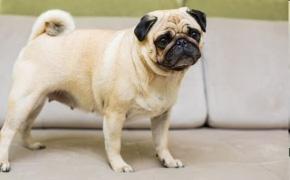 Short-nosed dog breeds and air pollution: Understanding the risks for pugs and bulldogs
