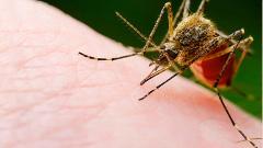 Protecting your health from mosquito-borne diseases this rainy season