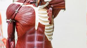 Common molecule offers clue to making old muscles young again