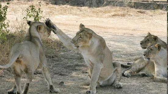 Gujarat lions tamed for tourism, drives conflict in Saurashtra, finds new study
