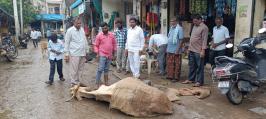 Injured Cow Rescued with Prompt Action by Cow Protection Committee in Manthani.
