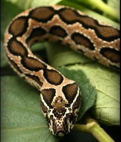 Two existing drugs offer hope to cure Russell's viper bites