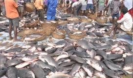 How the Kaleshwaram project boosted fish and prawn production in Telangana