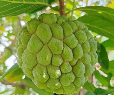 Telangana’s world-famous Balanagar custard apple inches closer to GI tag