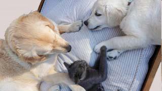 Love petting dogs and cats? Watch out for this microbe that causes cyst and mimics TB symptoms