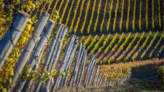 Noble rot, the alchemist of wines, is setting fungal biology abuzz