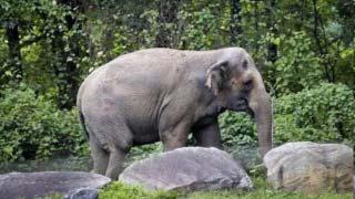 Female elephant, calf dead in Karnataka's Hassan after coming into contact with live wire, complaint filed against power supply company
