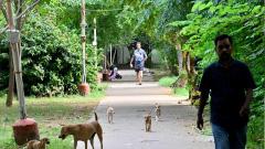 Anti-rabies vaccine alone is not enough when children suffer deep stray dog bites, says Tamil Nadu Directorate of Public Health