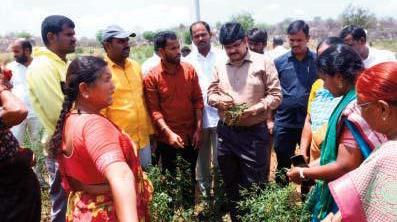 Collector examined the damaged crops