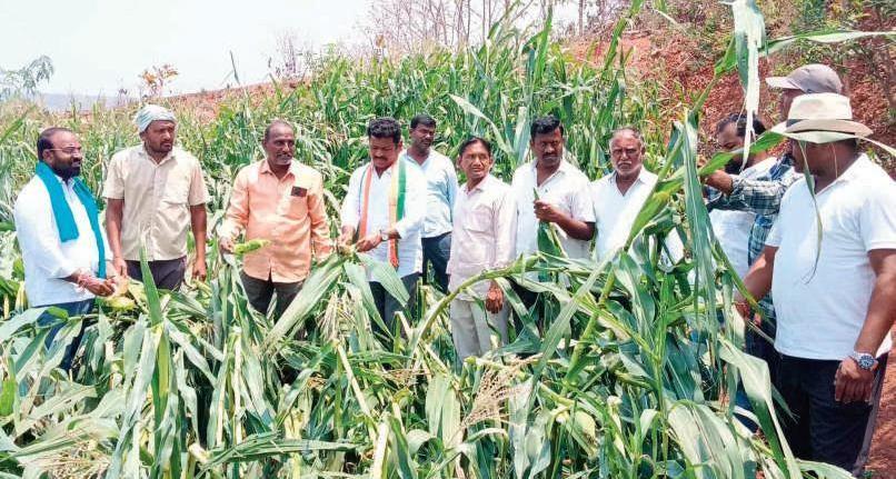 District Leaders Visit Hailstorm-Affected Maize Farmers in Mulugu
