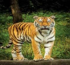 Tiger Prowling Found In Bayyakkapet Forest : DFO Rahul Kishan Jadav IFS