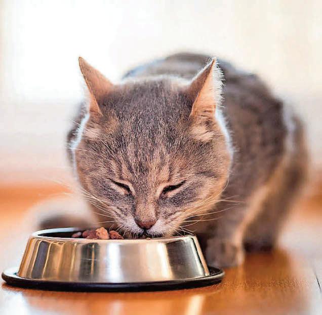 Cat's thyroid is overactive