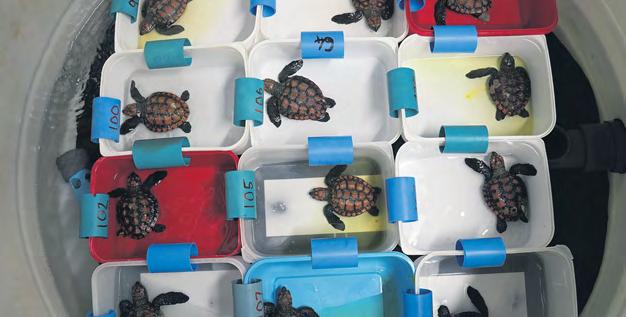 Two Oceans Aquarium celebrates turtle conservation