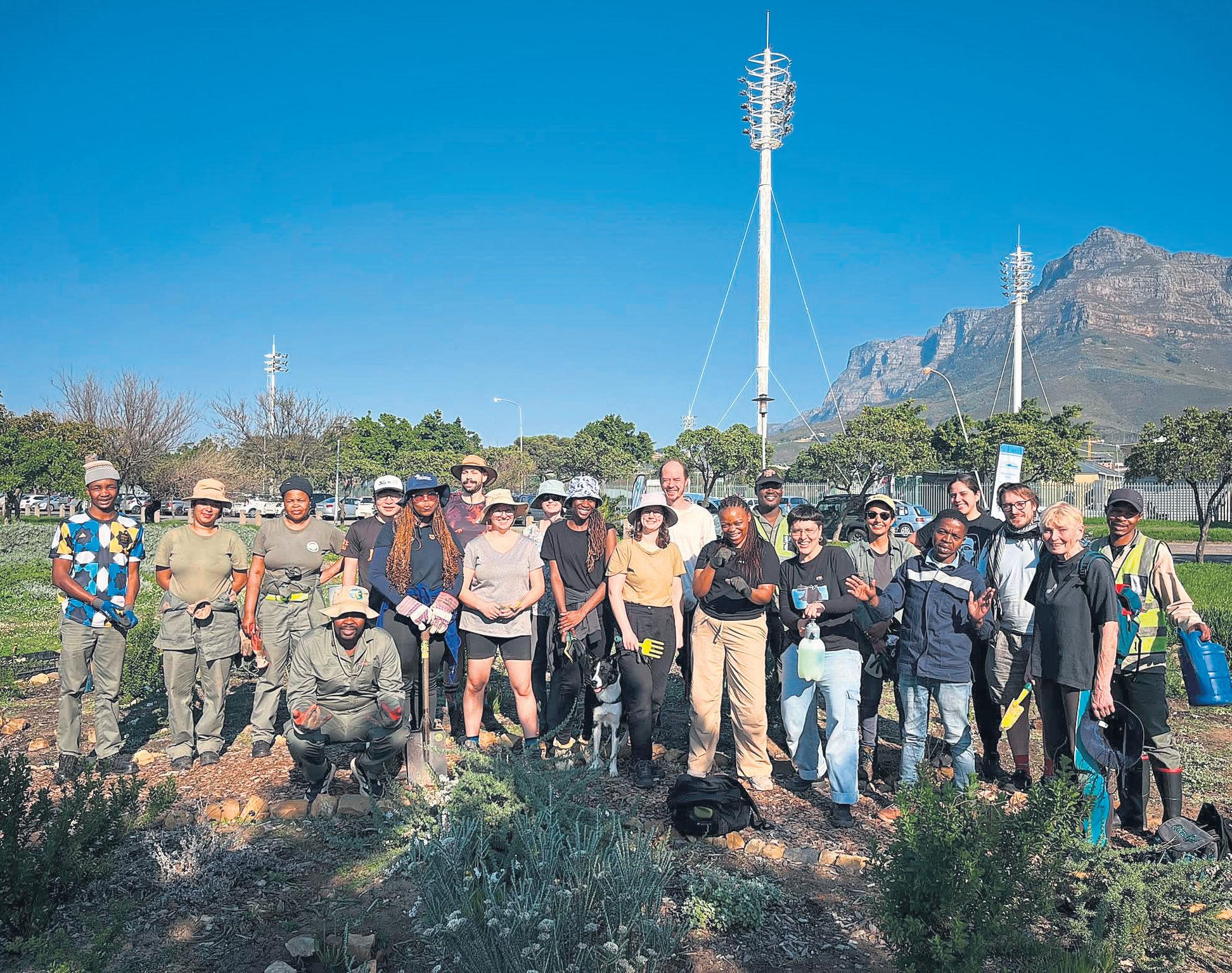 Fynbos species return to Liesbeek