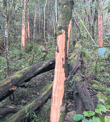 Bark stripping endemic