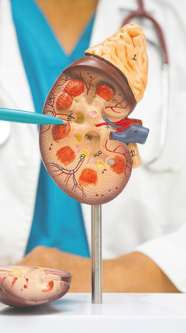 How The Kidney Foundation Is Transforming the Future of Kidney Health