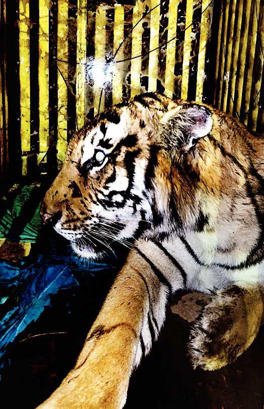 90 दिन दहशत फैलाने के बाद पकड़ा गया बाघ