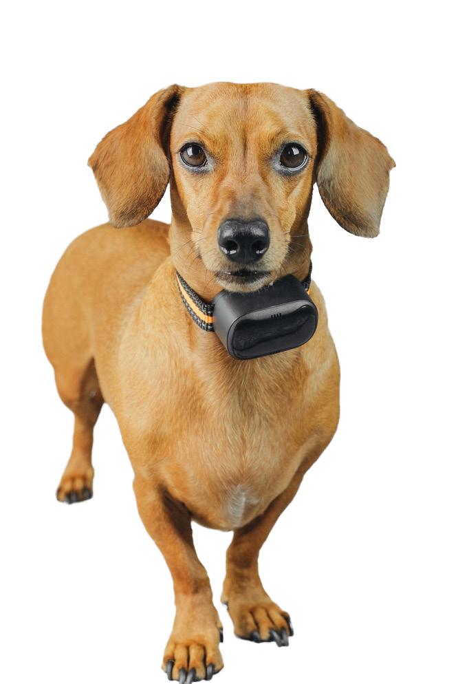 PET-TECH IN INDIA: GPS Collars, Pet Cams, and What's Next