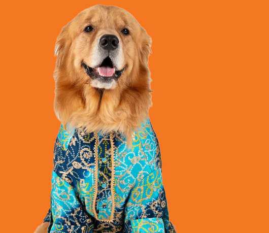 HOW TO KEEP YOUR PET SAFE THIS DIWALI