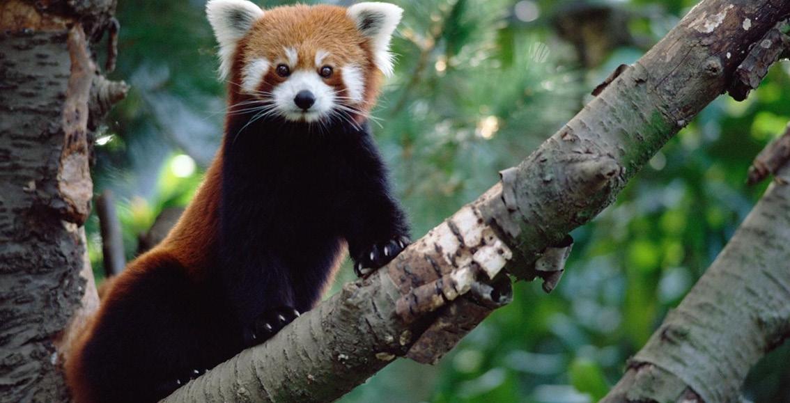 EXOTIC PETS IN INDIA: A Status Symbol or a Silent Suffering?
