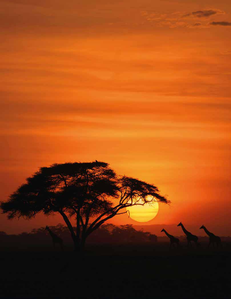 The Diary of My African Safari