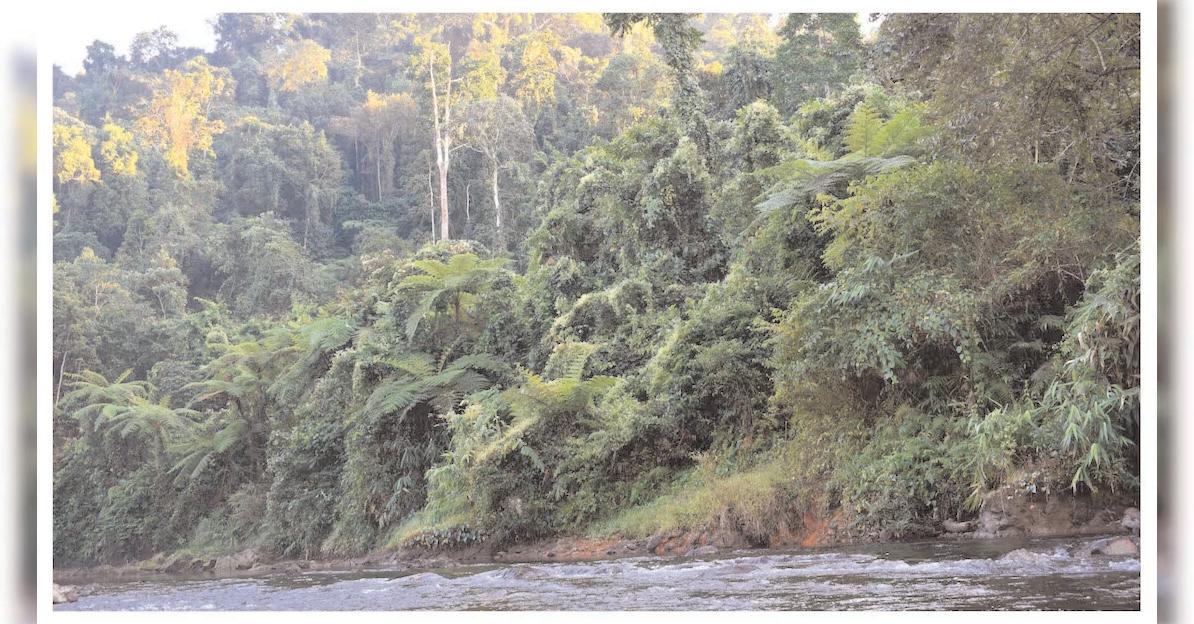 మహాకుంభమేళా కోసం అడవి సృష్టి