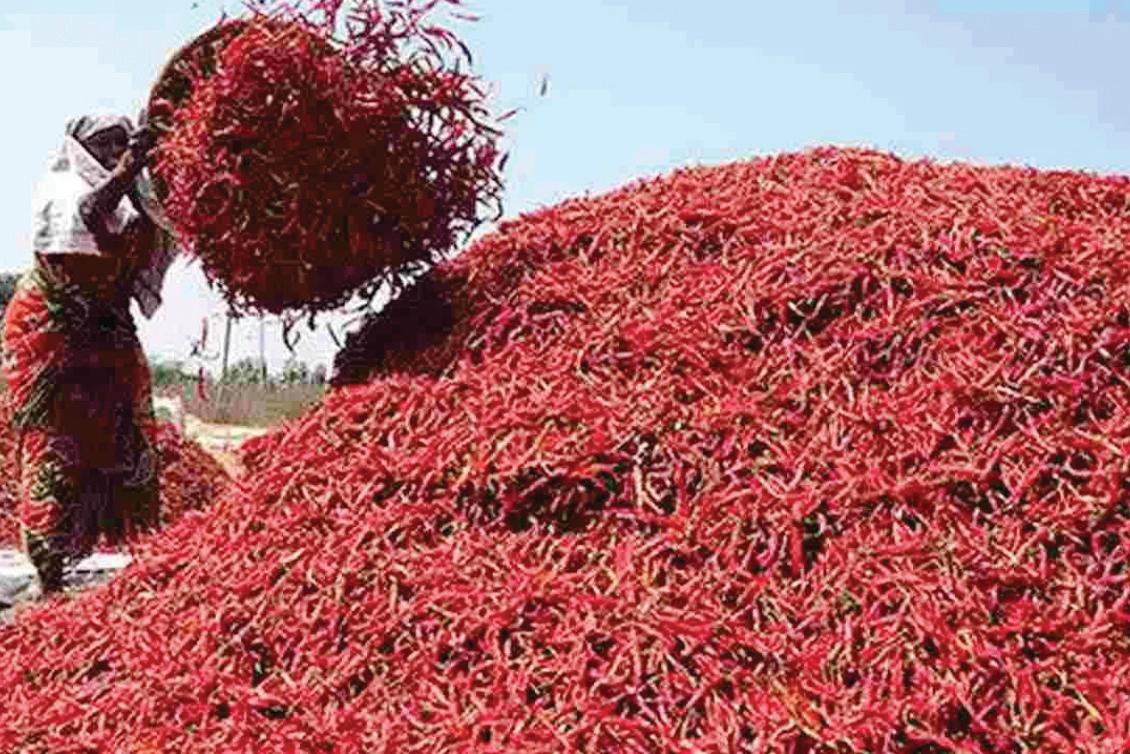 మిర్చి రైతులకు కేంద్రం మద్దతు