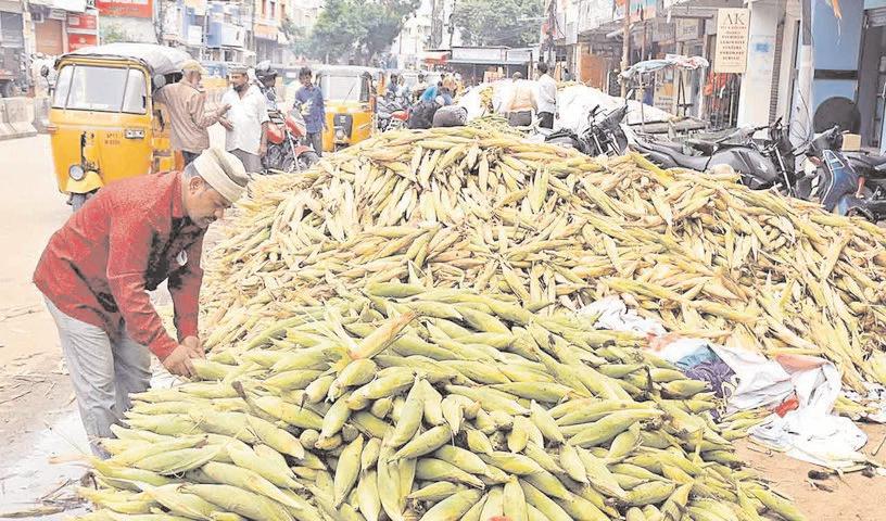 మొక్కజొన్న రైతులకు ప్రభుత్వం గుడ్ న్యూస్