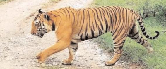 మహబూబాబాద్ జిల్లాలో పెద్దపులి కలకలం
