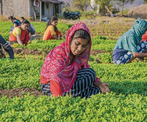 Spice wars ahead for Indian farmers