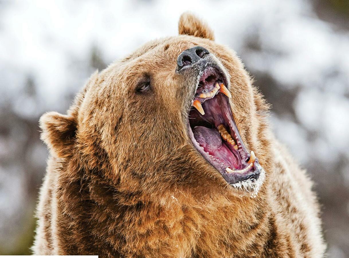 NATURE'S BAD GUYS