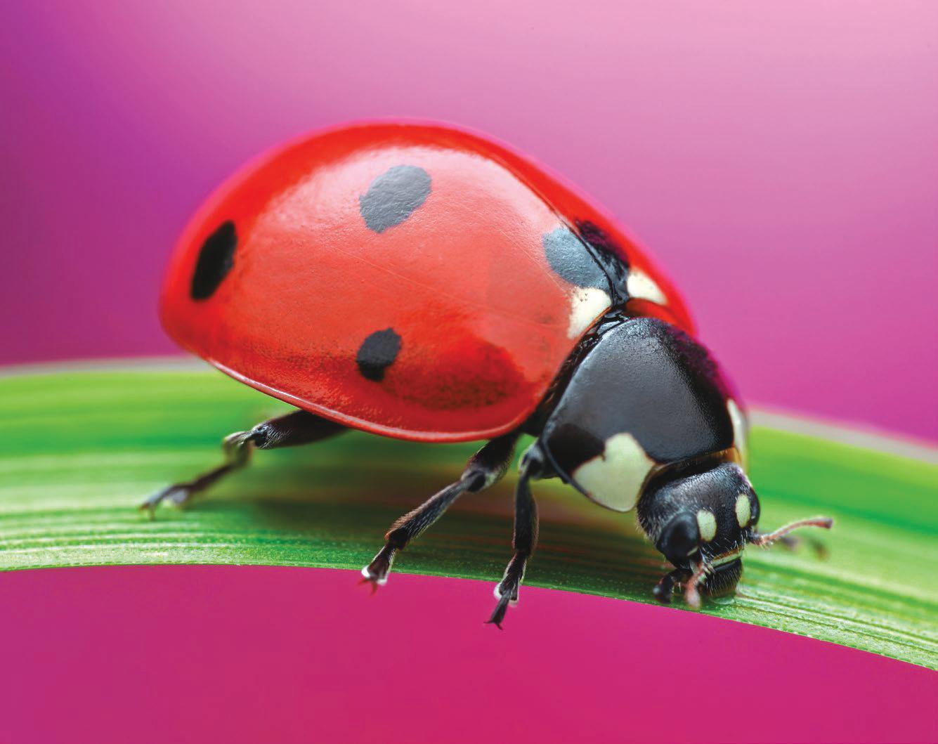 A ladybird summer