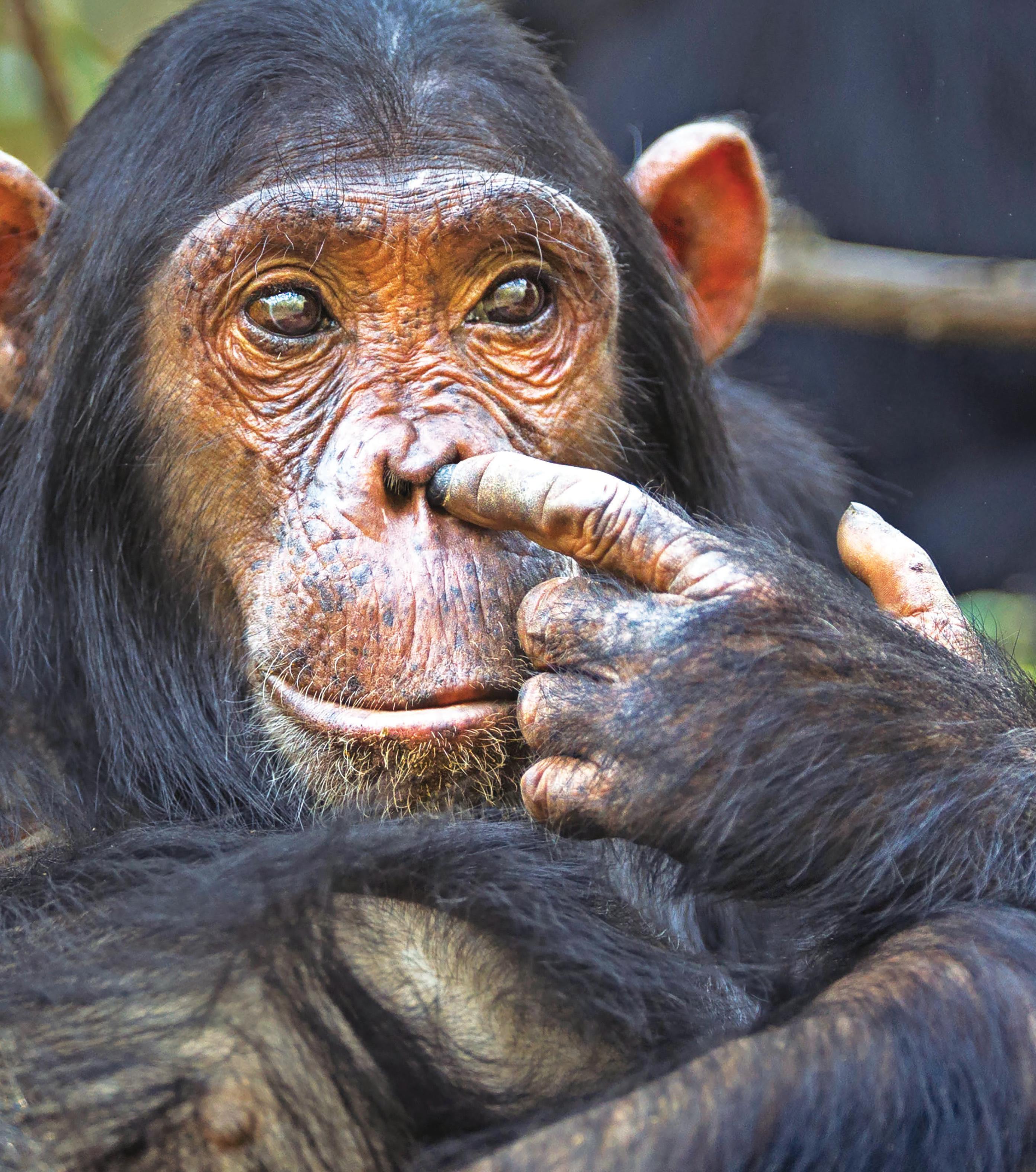 Do animals have bogies?