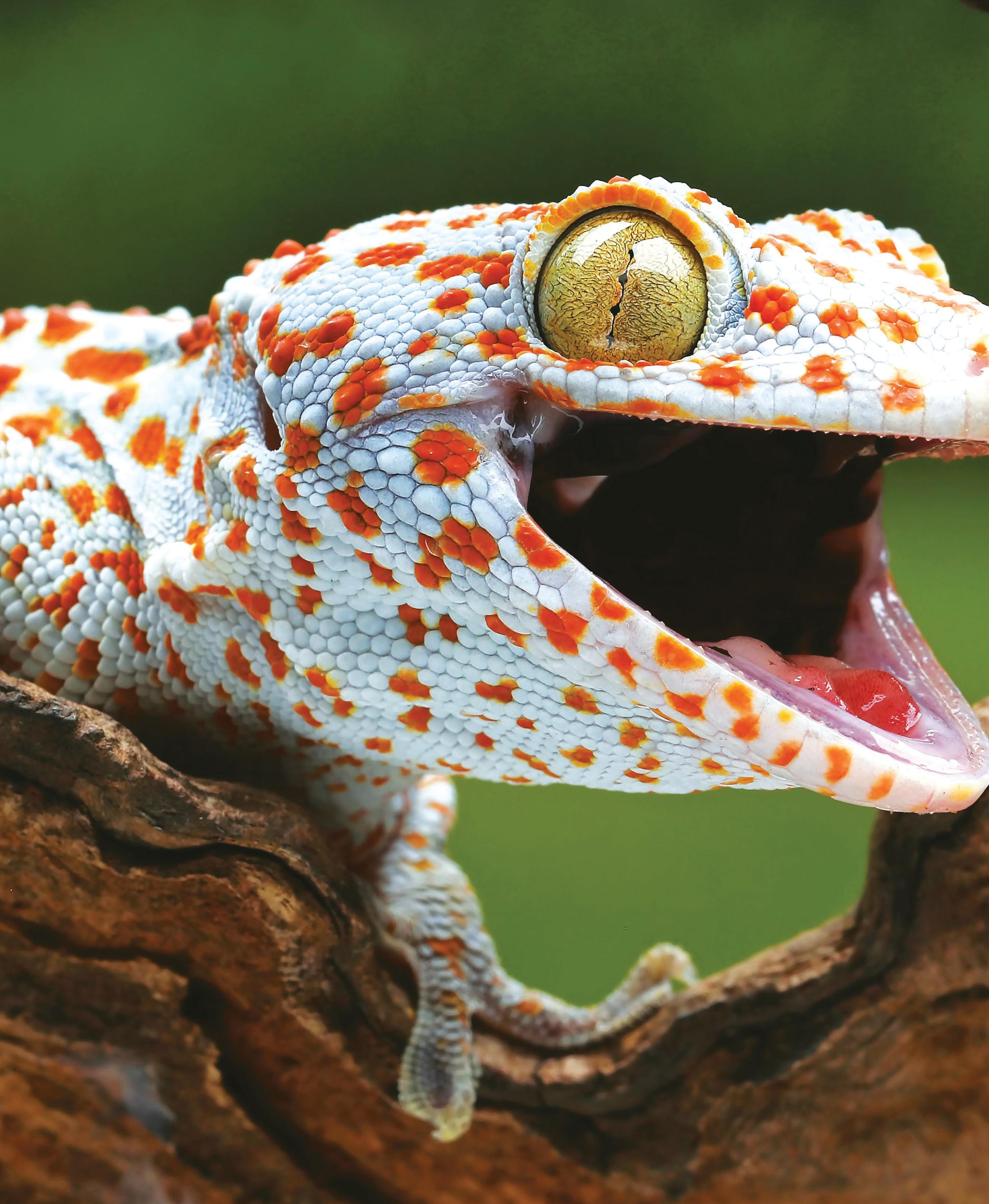 Reptiles - Colour changing... wall running...sun basking... long living...