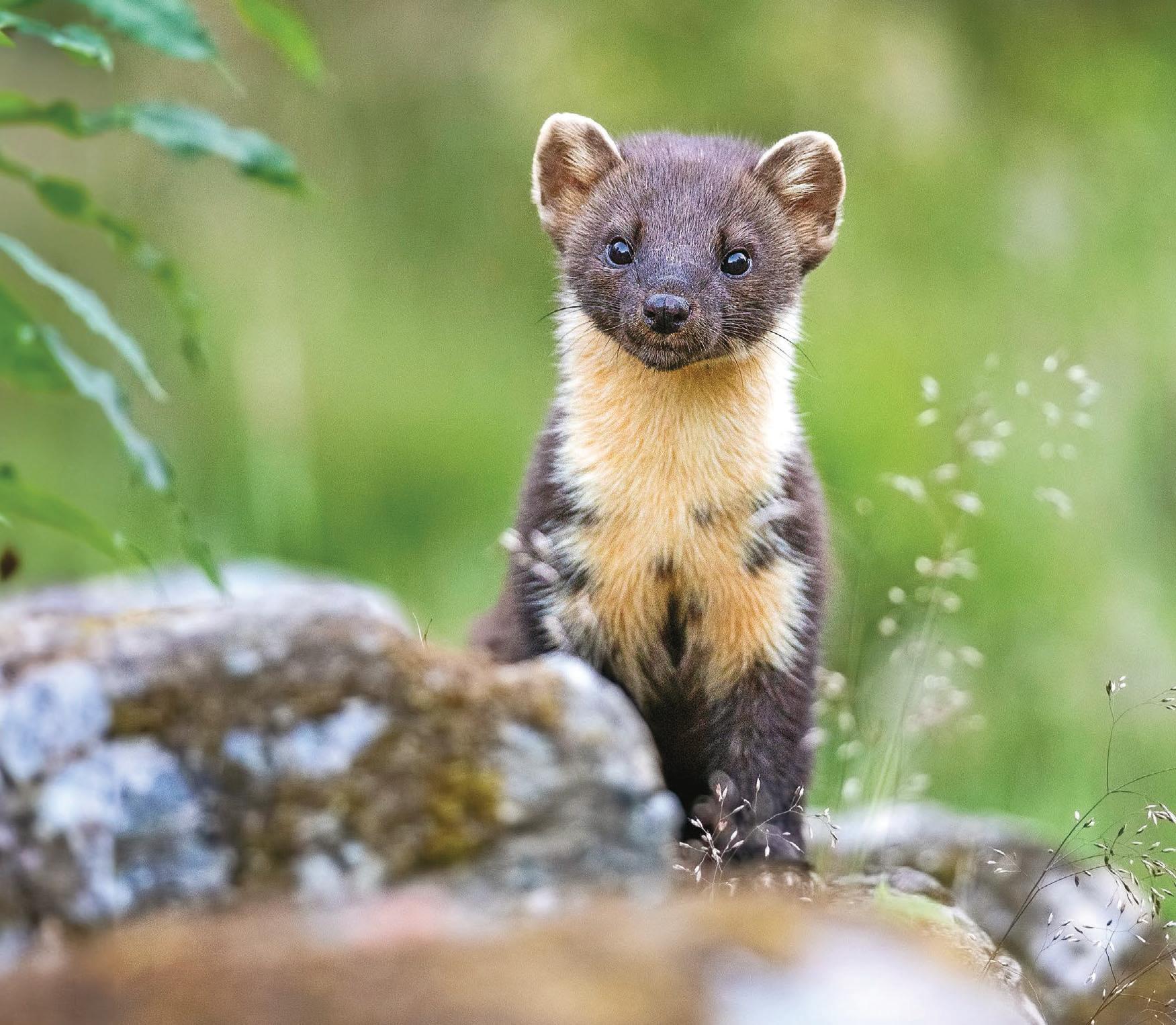 Conservation efforts helping UK animals