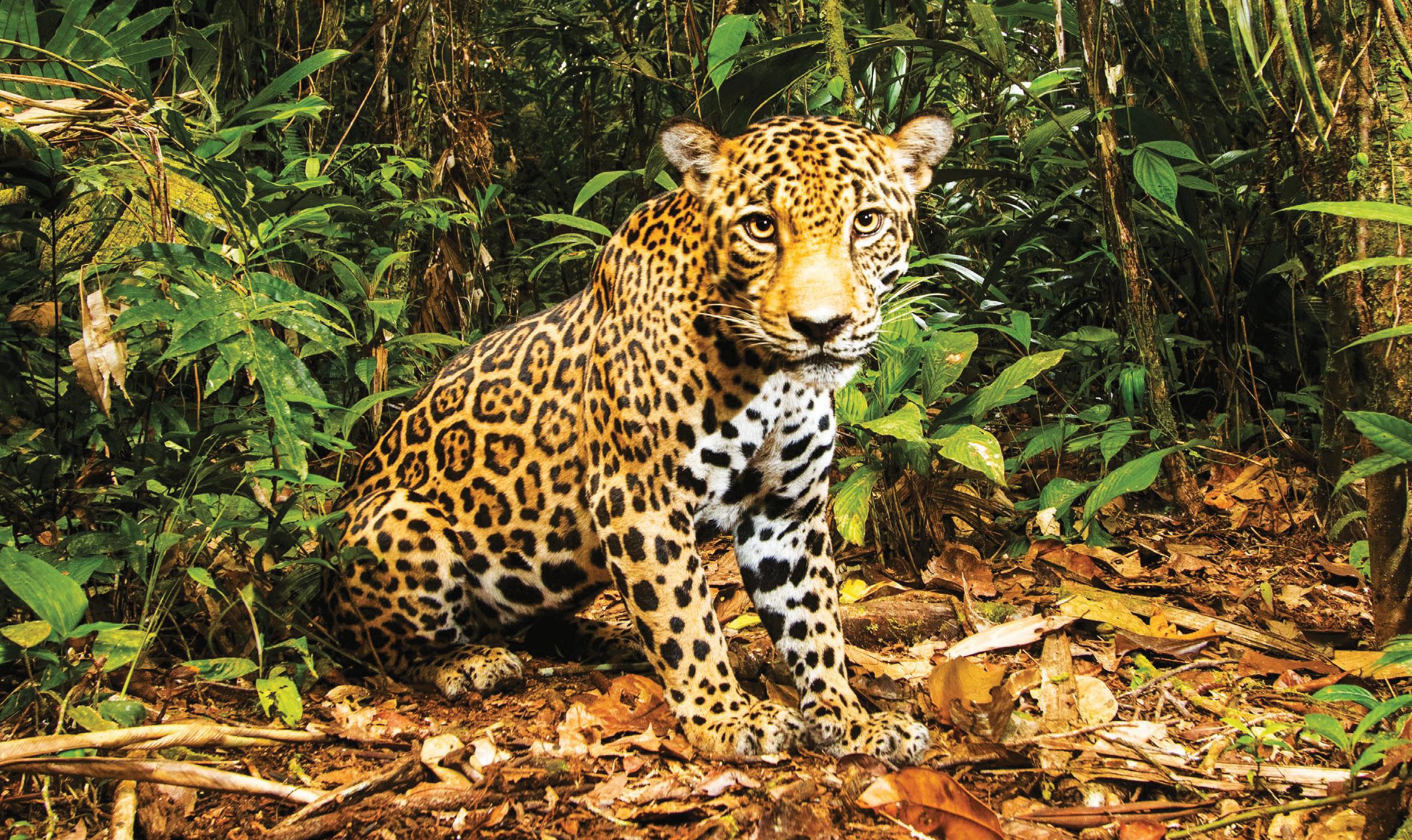 Protecting jaguar homes