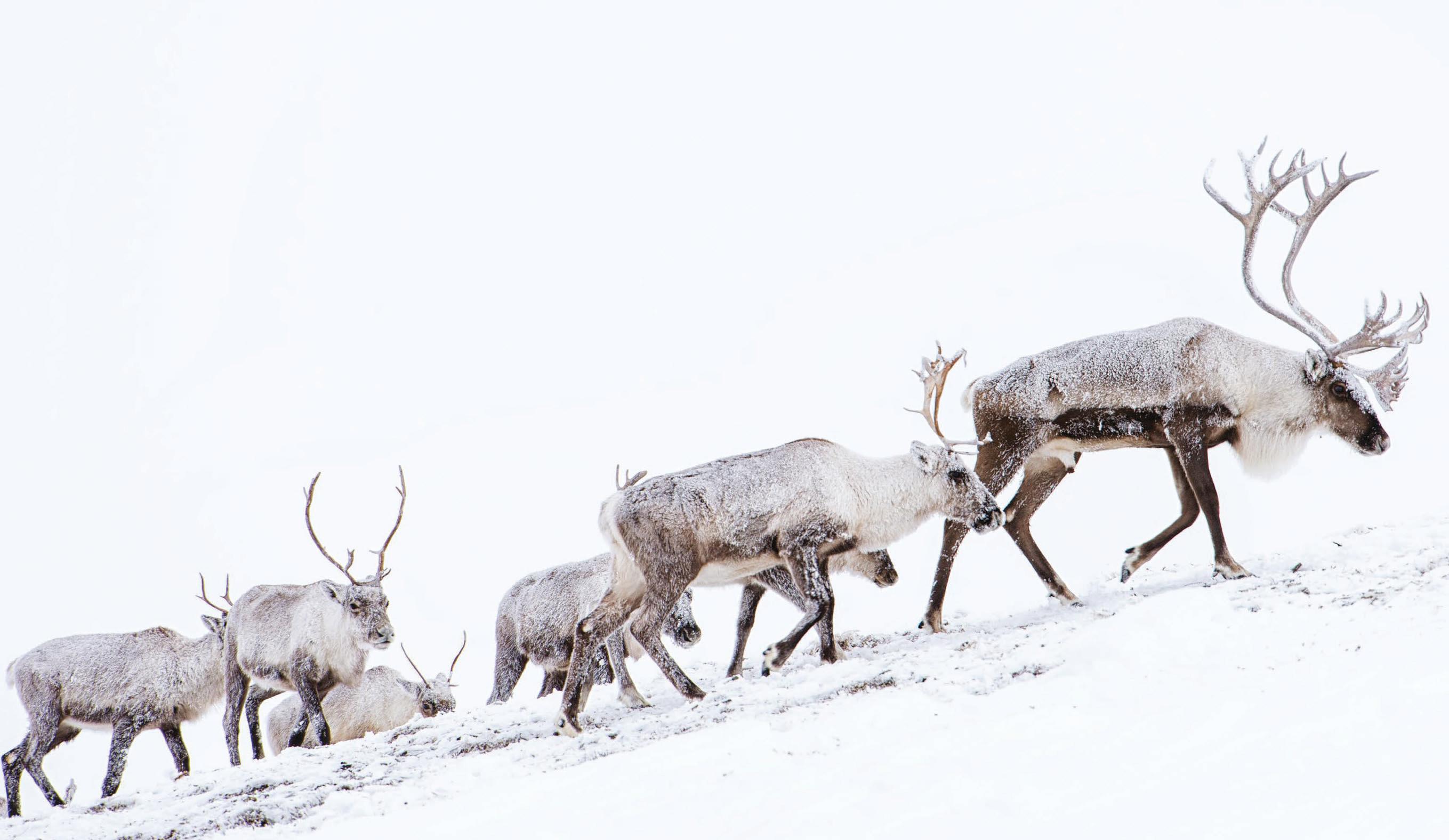 FIGHTING THE FREEZE