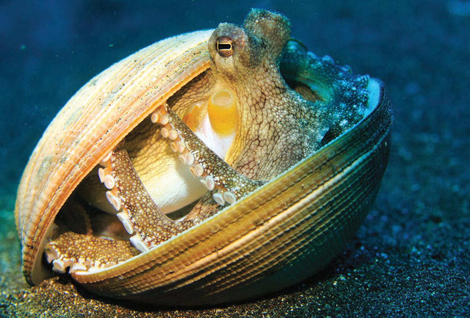 Octopuses