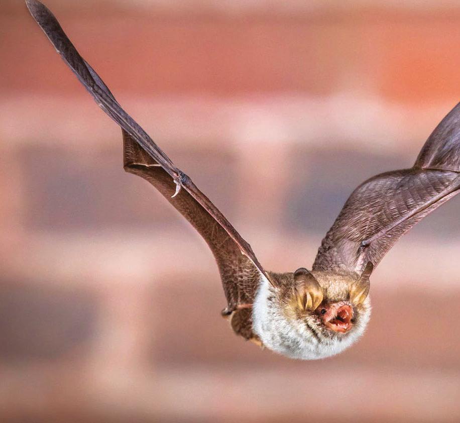 Wing it!