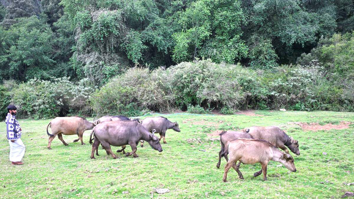 CAPTIVE BREEDING COMES TO THE RESCUE OF TODA BUFFALO AS ITS POPULATION PLUMMETS IN NILGIRIS