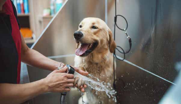 HOW INDIA'S PET CARE BOOM IS CREATING NEW AVENUES FOR SMALL BUSINESS OWNERS